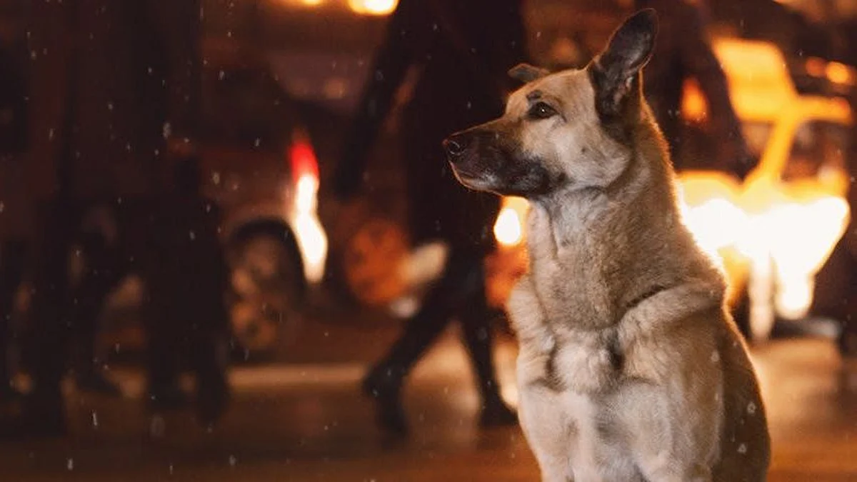 International Dog Day : रात्री कुत्रे का रडतात?, काय आहे वैज्ञानिक कारणे?