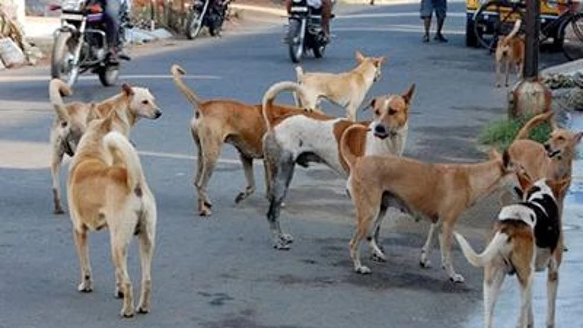 800 dogs sterilized in a month