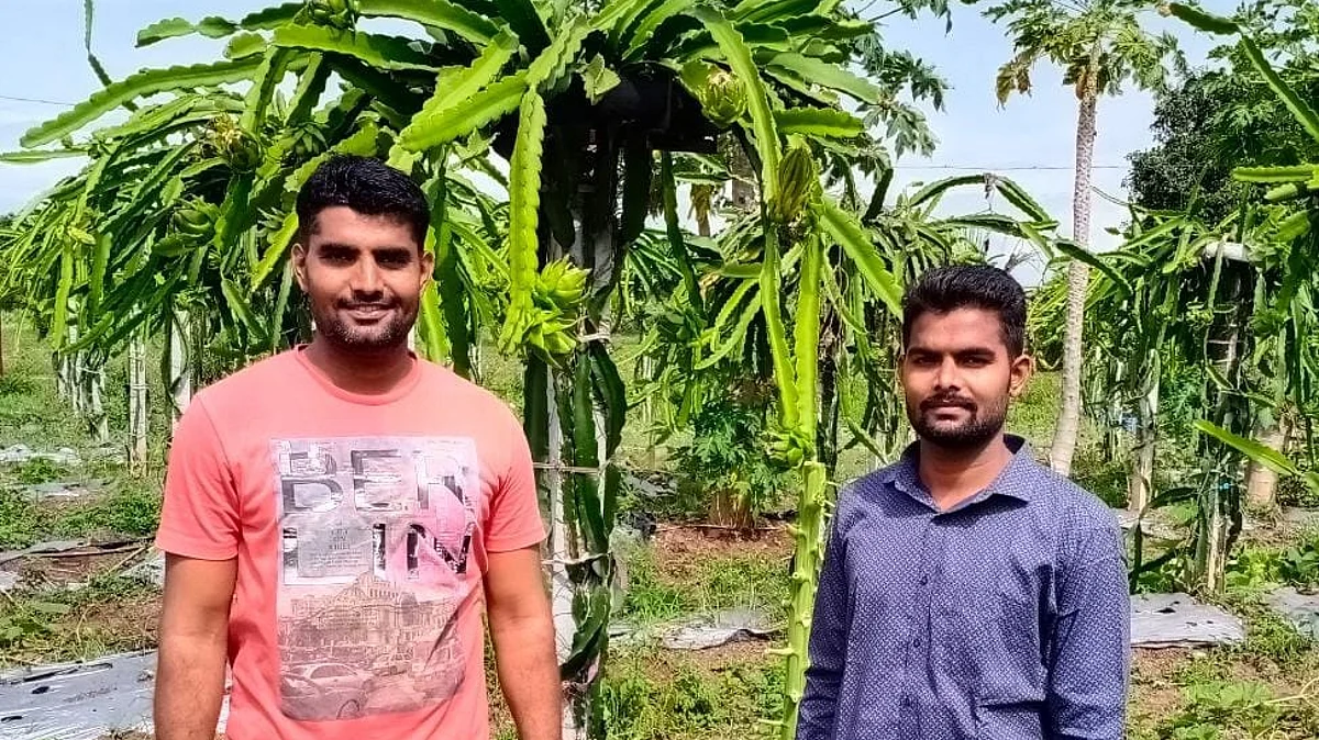 राहाता तालुक्यात बहरली ड्रॅगन फ्रुटची शेती