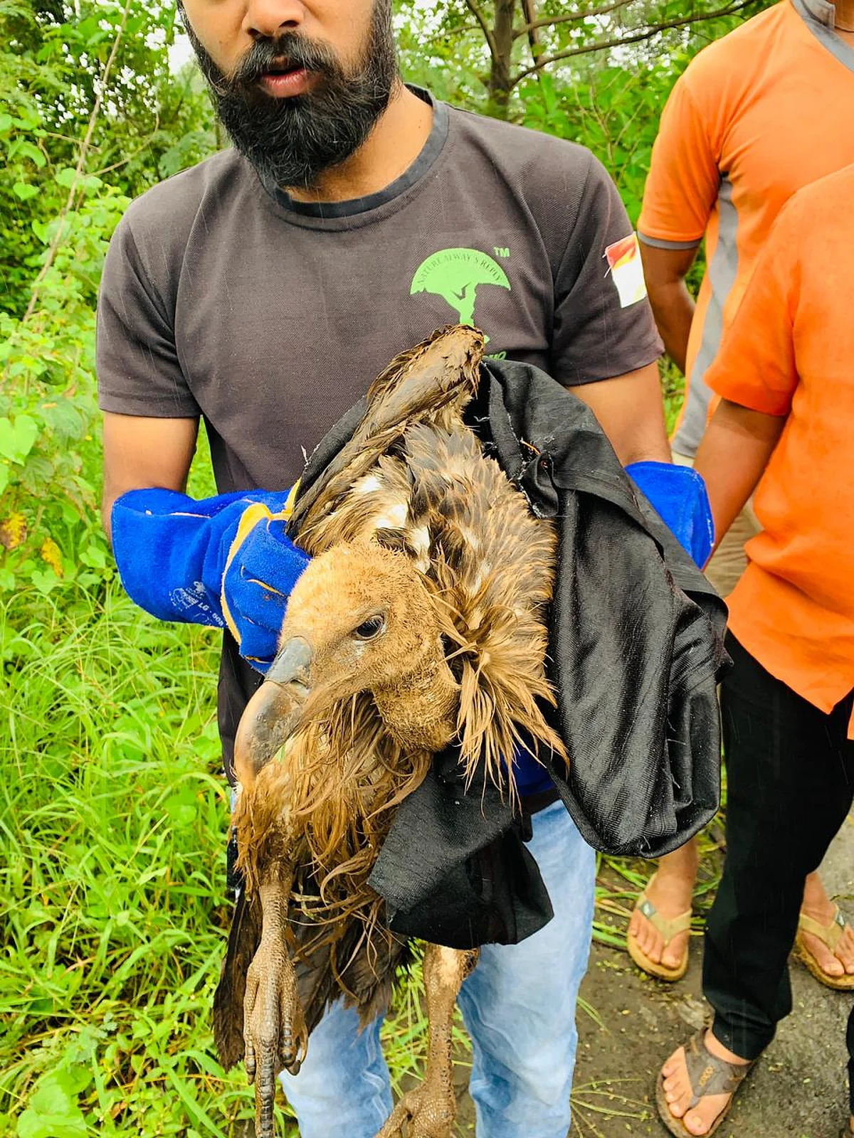Vulture rescued from Mahiranvi