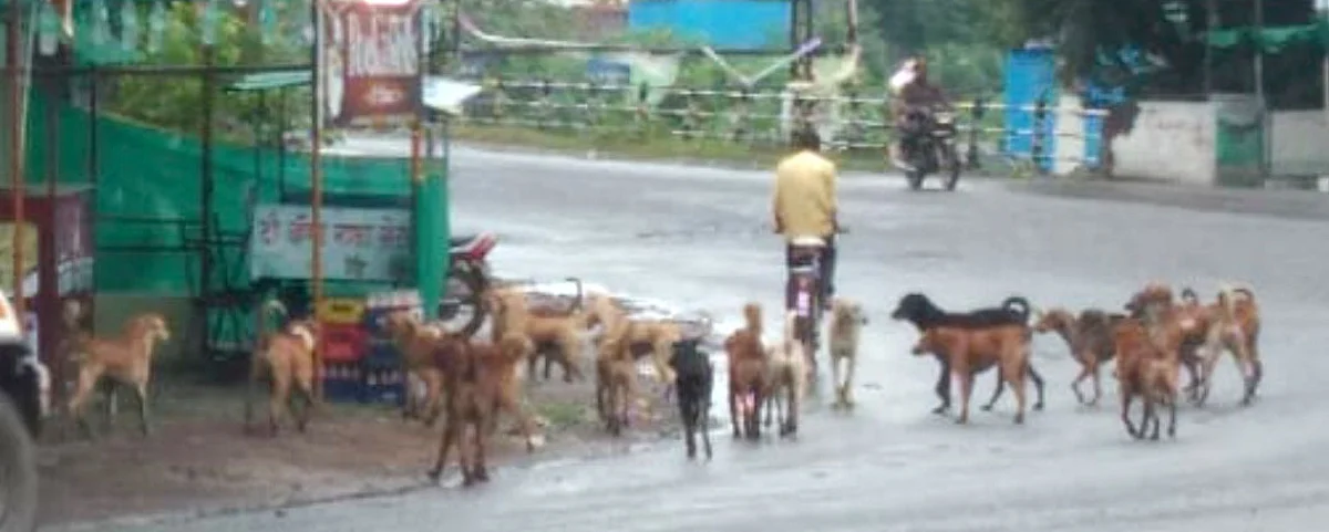 संगमनेरात अचानक प्रकटली शेकडो कुत्रे