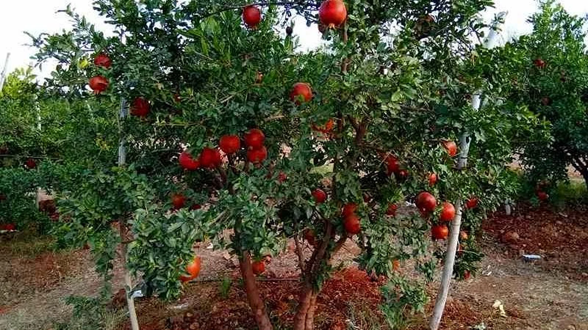 Pomegranate of Shirwade exported