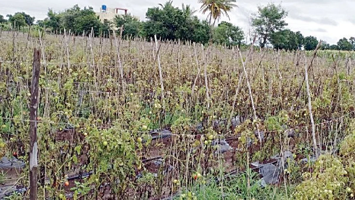 पीक नुकसानीचे पंचनामे करण्याची मागणी