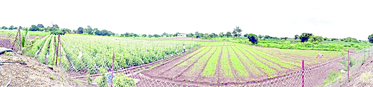 हवामान बदल आणि शेती