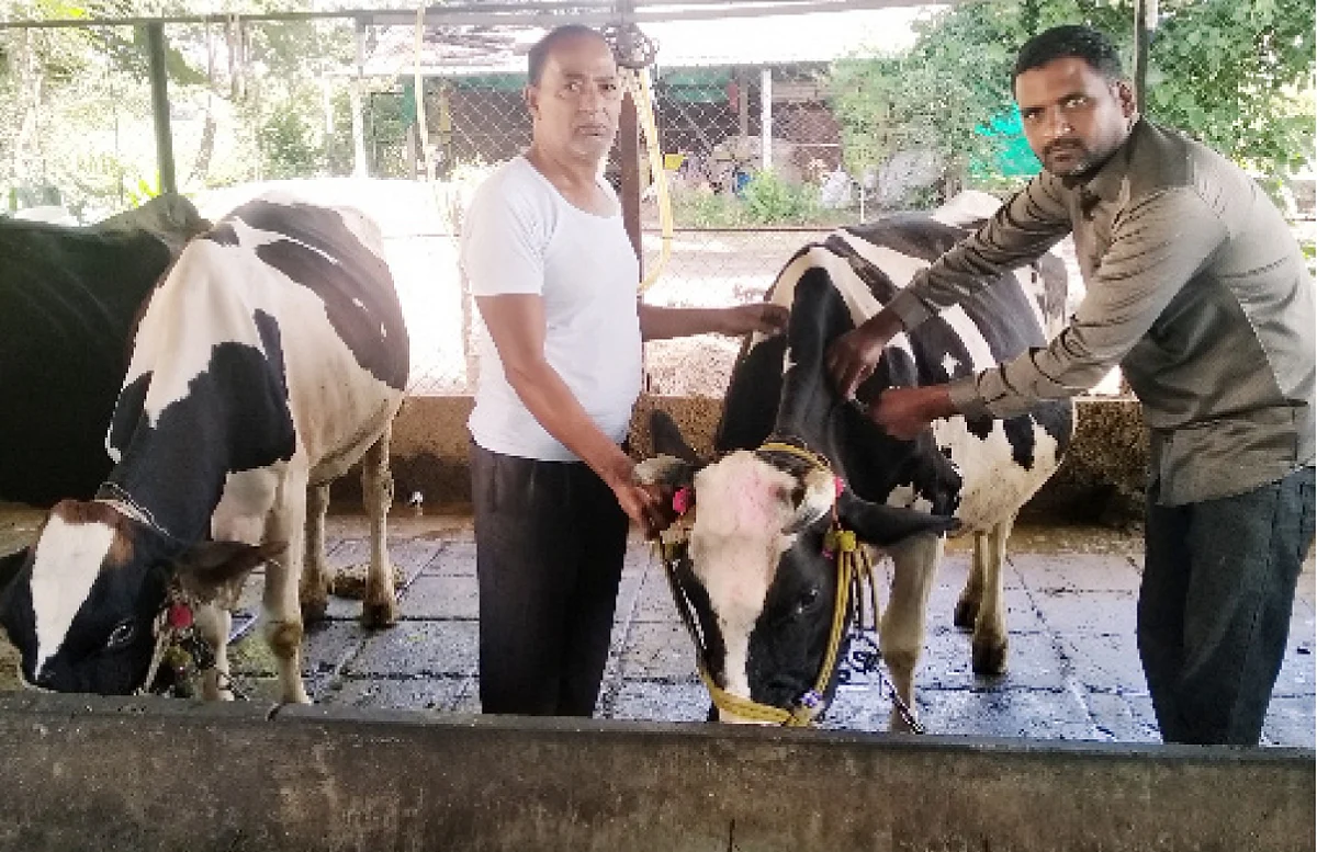 आंबी-अंमळनेरला लाळ्या-खुरकूतचे थैमान