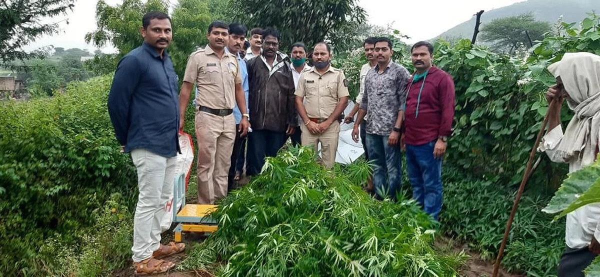‘या’ तालुक्यात एवढ्या लाख रूपयांचा बेकायदेशीर गांजा पकडला