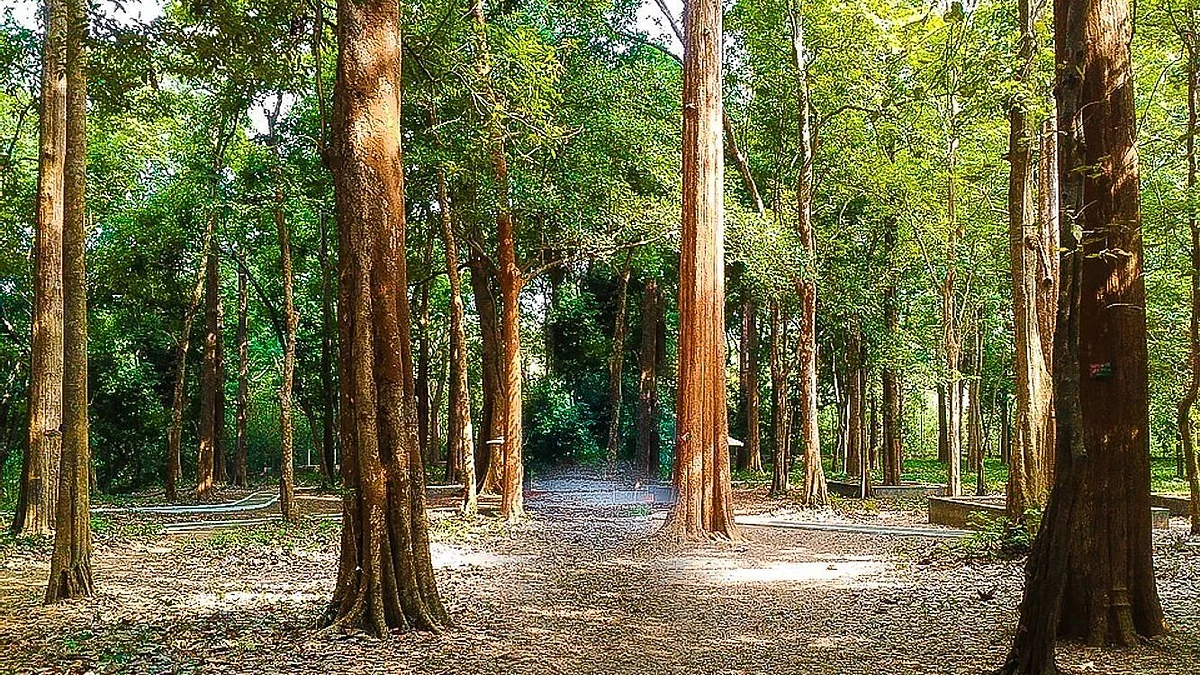 Need to curb teak wood smuggling