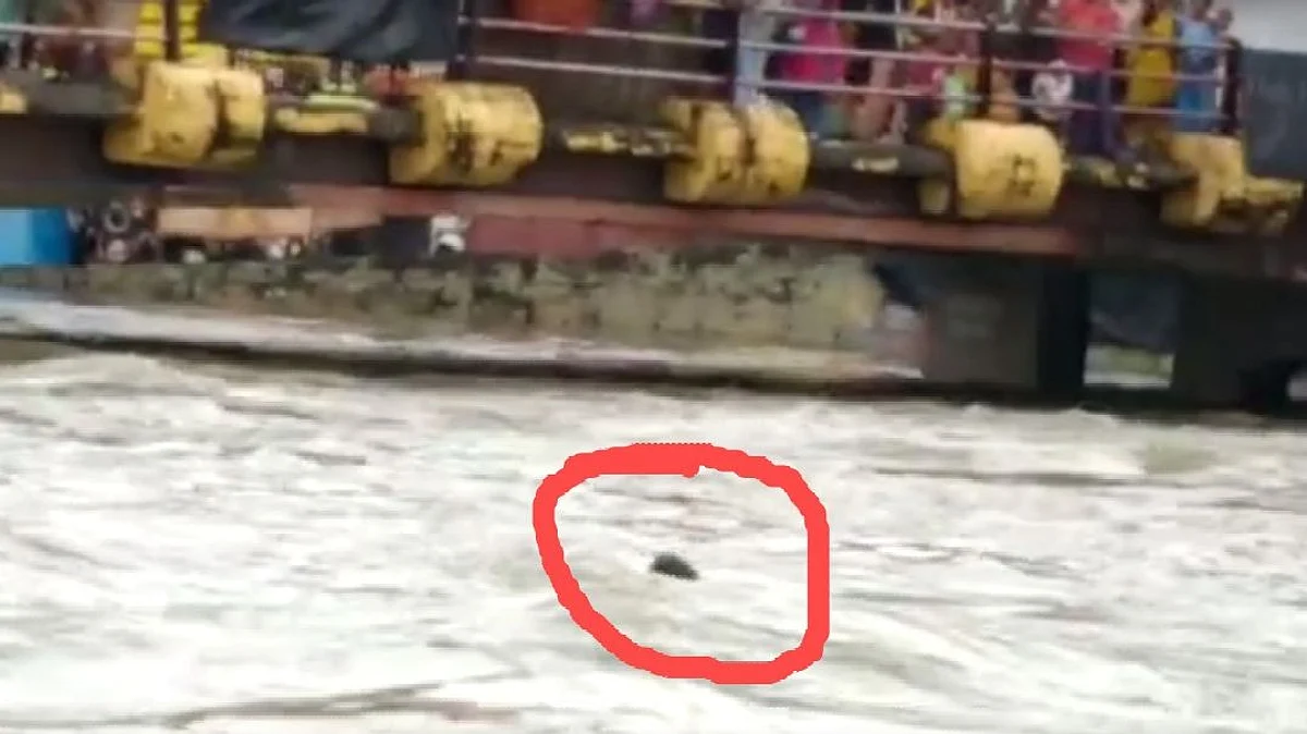 Video : पुराच्या पाण्यात वाहून जाणाऱ्यास जीवनदान