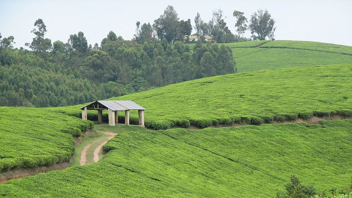 What ails tourism development?