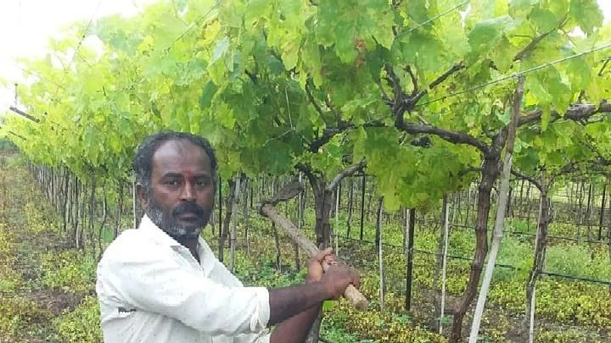 ...म्हणूनच चालवली द्राक्षबागेवर कुऱ्हाड