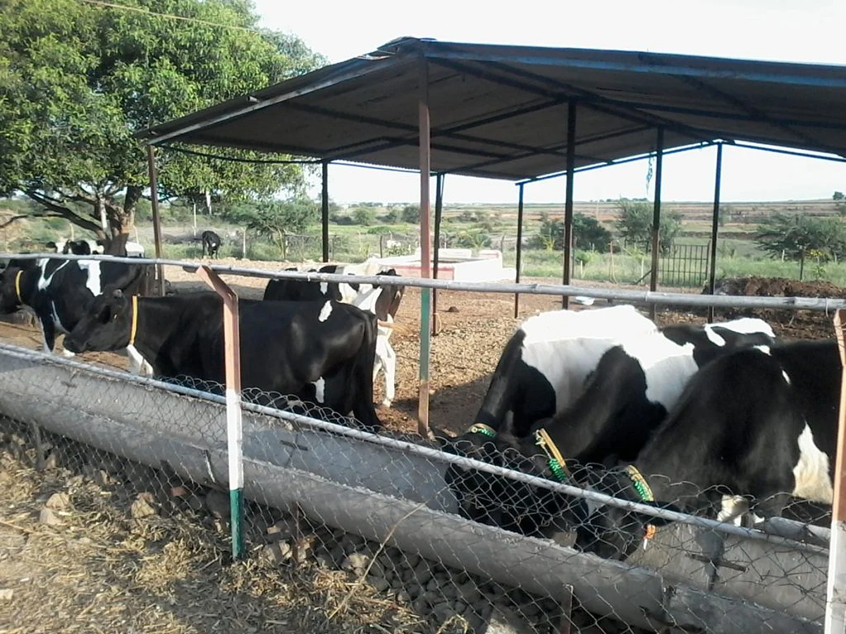 पशुखाद्य खाल्ल्याने तीन गोठ्यातील जनावरांना विषबाधा