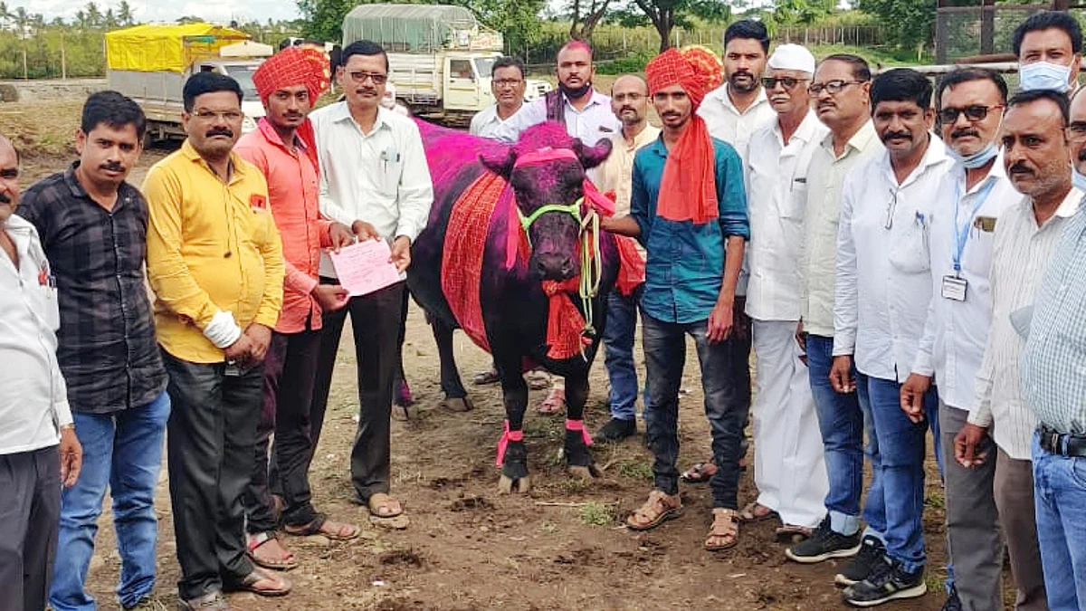 जनावरांच्या बाजारात गाय विकली तब्बल 'एवढ्या' लाख रूपयांना
