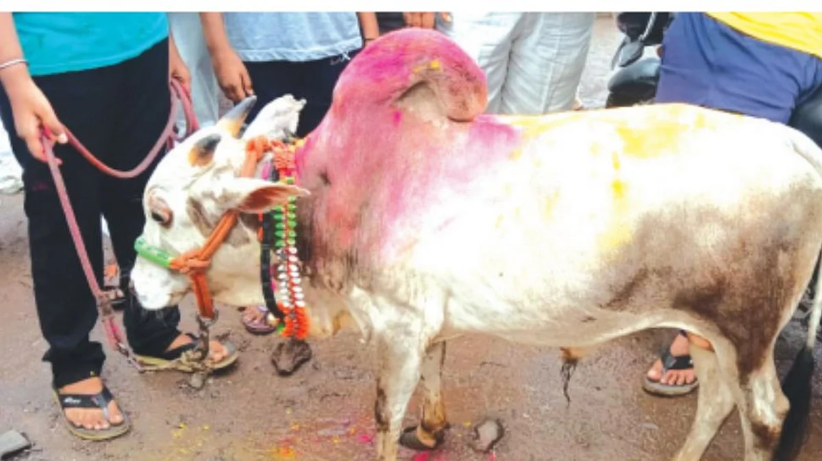 'त्या' गोट्यासोबत अनेकांनी काढले सेल्फी