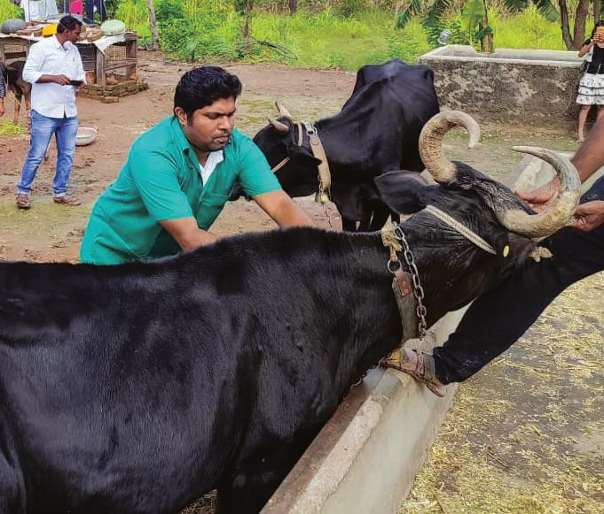 नेवासा तालुक्यातील जनावरांना लाळ्या-खुरकूतच्या लसीकरणास प्रारंभ