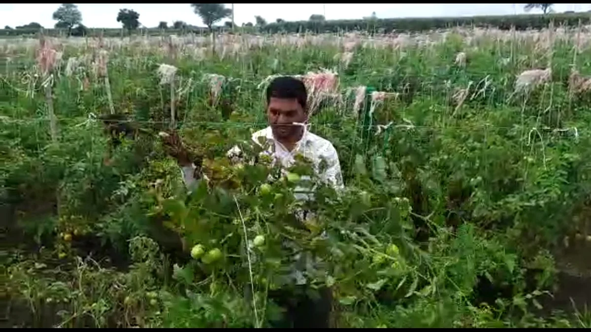 Video : येवल्यात पुन्हा टोमॅटोचा चिखल; उभी झाडे शेतकऱ्याने कापली