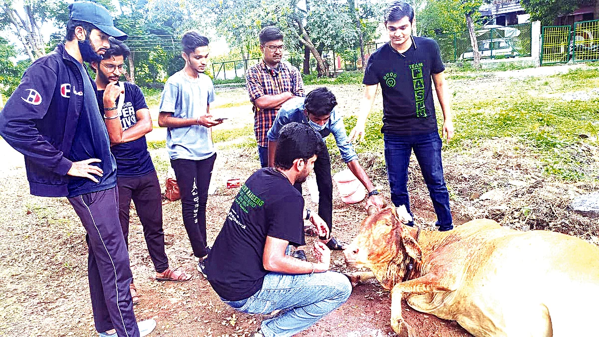जखमी गायीवर पशुपापा अॅनिमल प्रोटेक्शनतर्फे उपचार