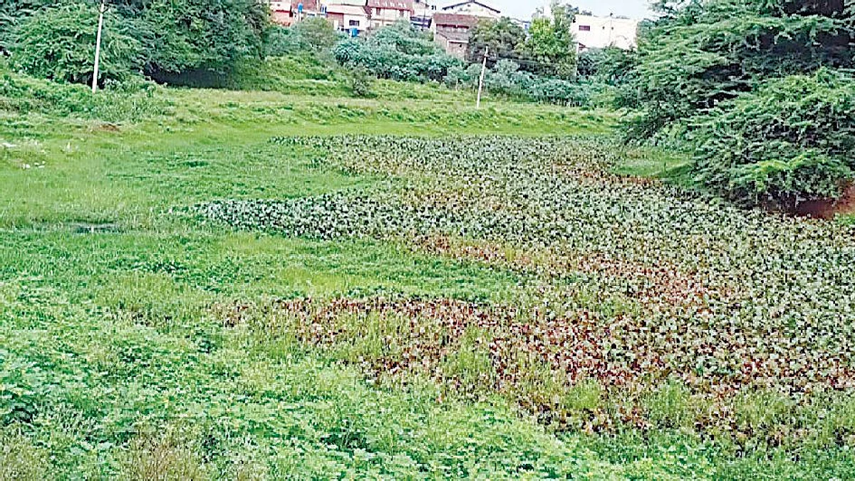 बाणगंगा नदीपात्रात पानवेलींचे साम्राज्य
