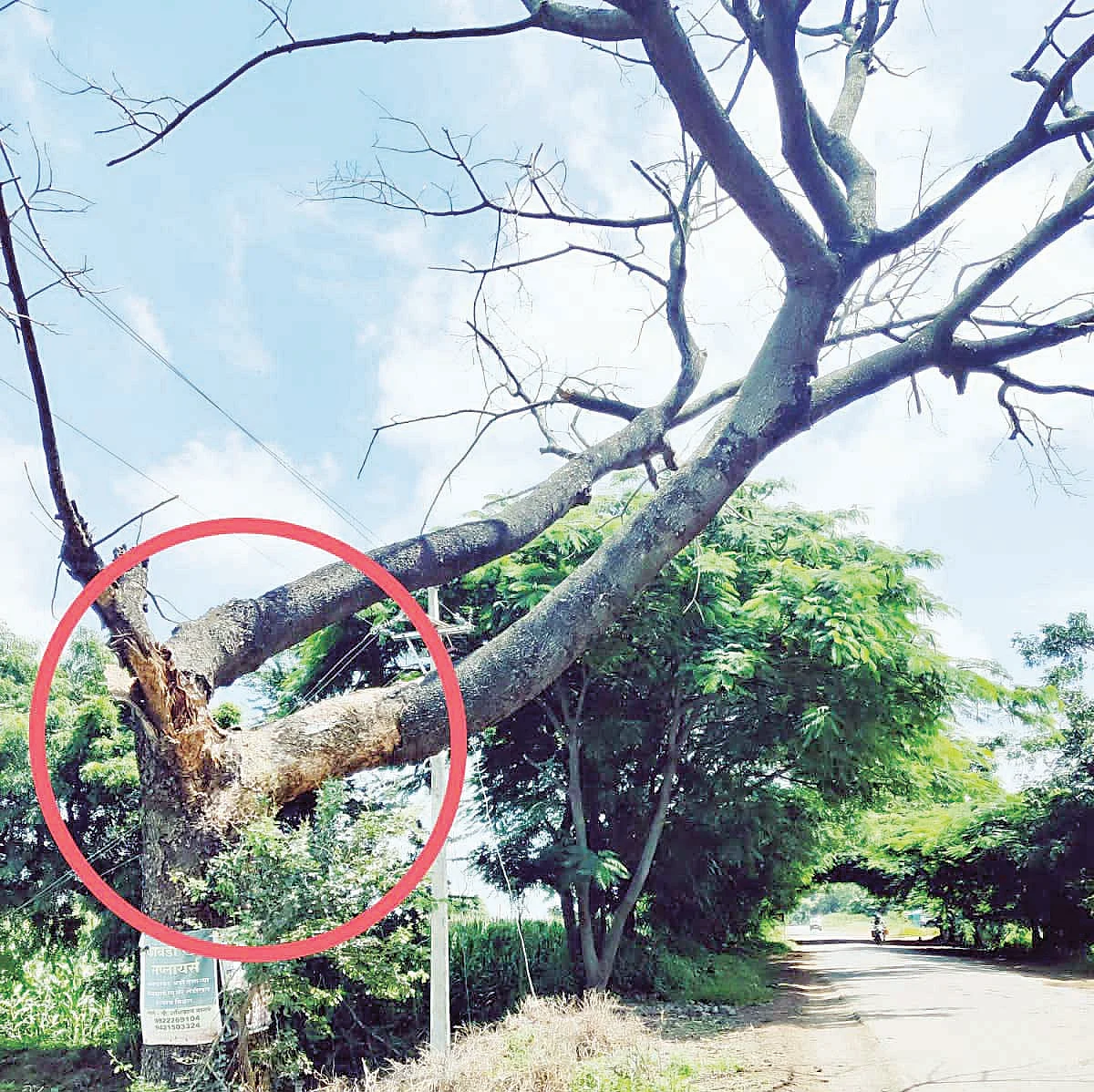 अभोणा रस्त्यावरील झाडे धोकेदायक स्थितीत