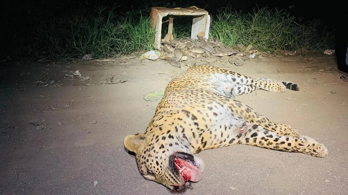 Leopard dies in roadkill