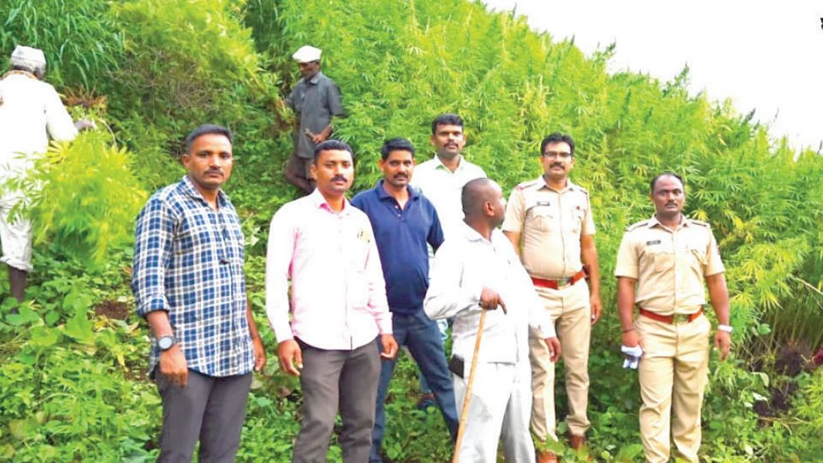 २ लाख ७० हजारांचा गांजा जप्त