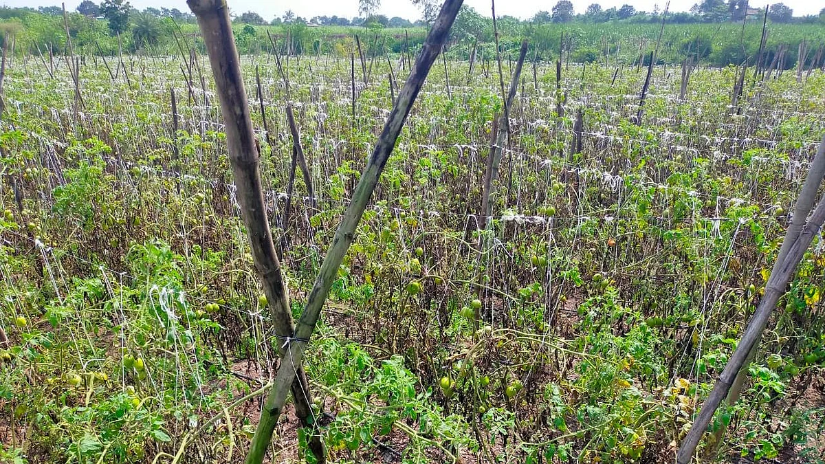 द्राक्षांचा खर्च वाढणार; टोमॅटोचेही नुकसान झाल्याने बळीराजाचा खिसा रिकामाच