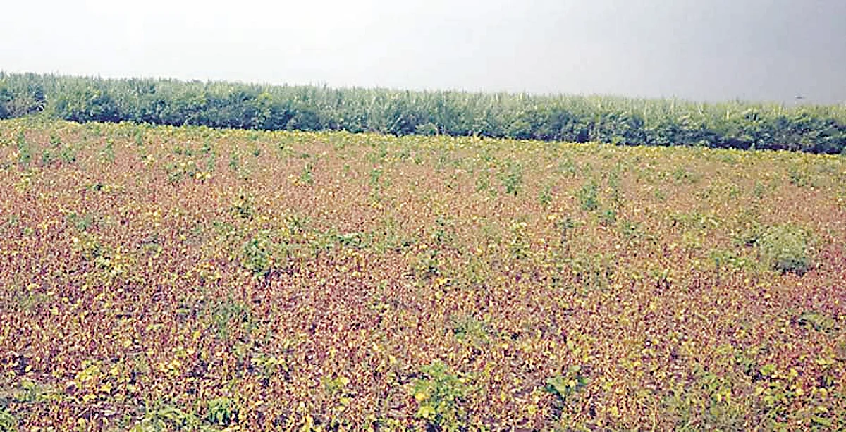 अतिपावसाचा खरिप हंगामाला फटका