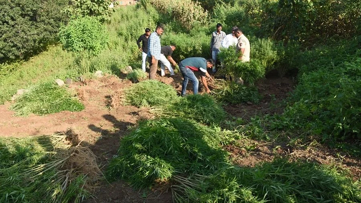 चौघांच्या शेतातून गांजाची झाडे जप्त