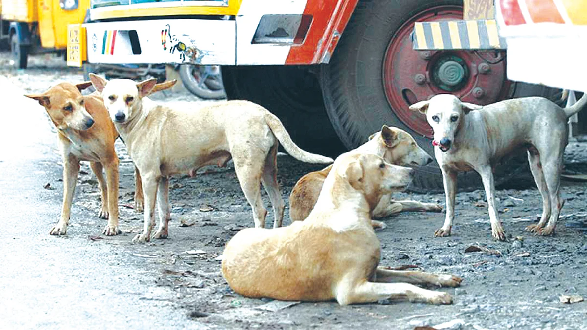 निर्बिजीकरणाचा गोरखधंदा