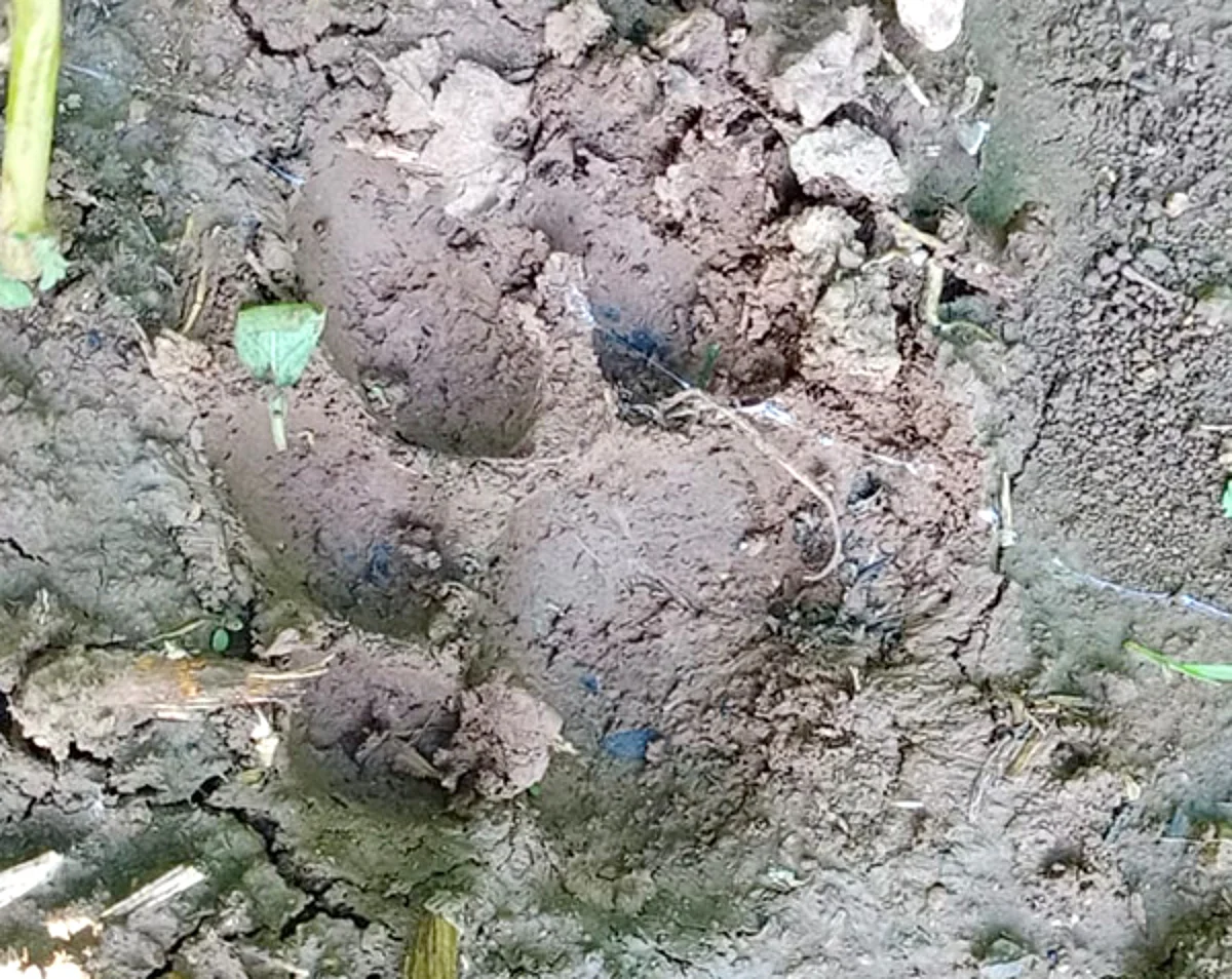उंटावद शिवारात बिबट्याचा वावर