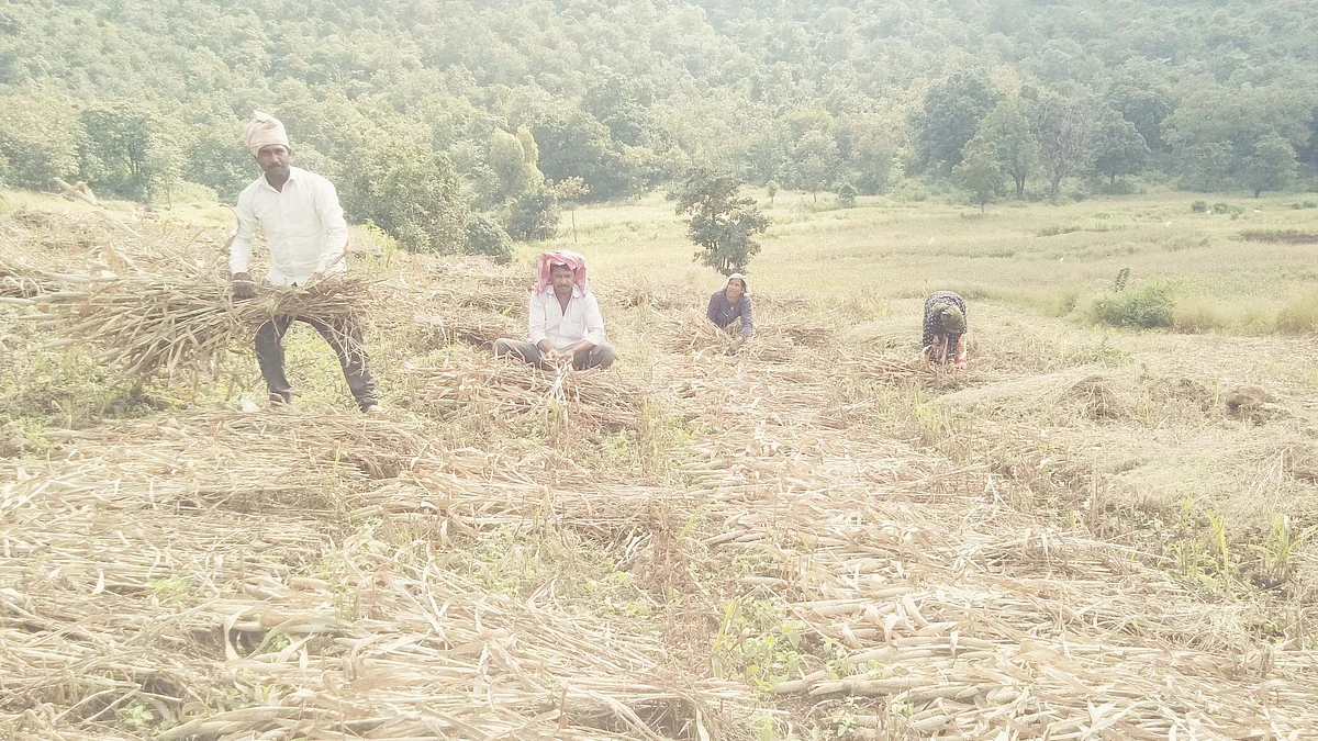 सोंगणीला मजुरांची टंचाई