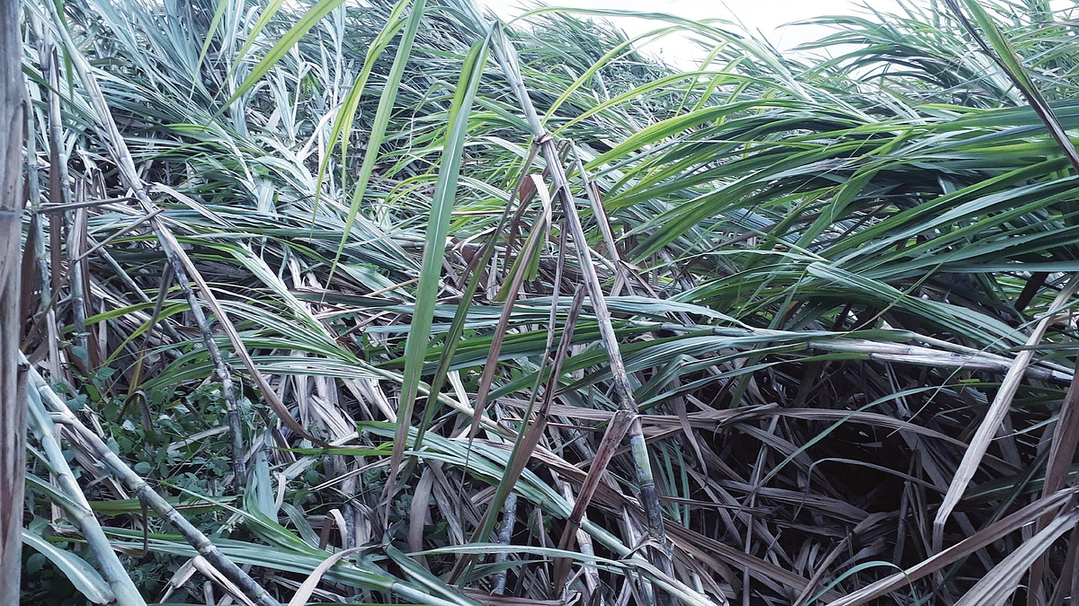 वादळी पावसाने चांदा परिसरातील पिकांचे प्रचंड नुकसान