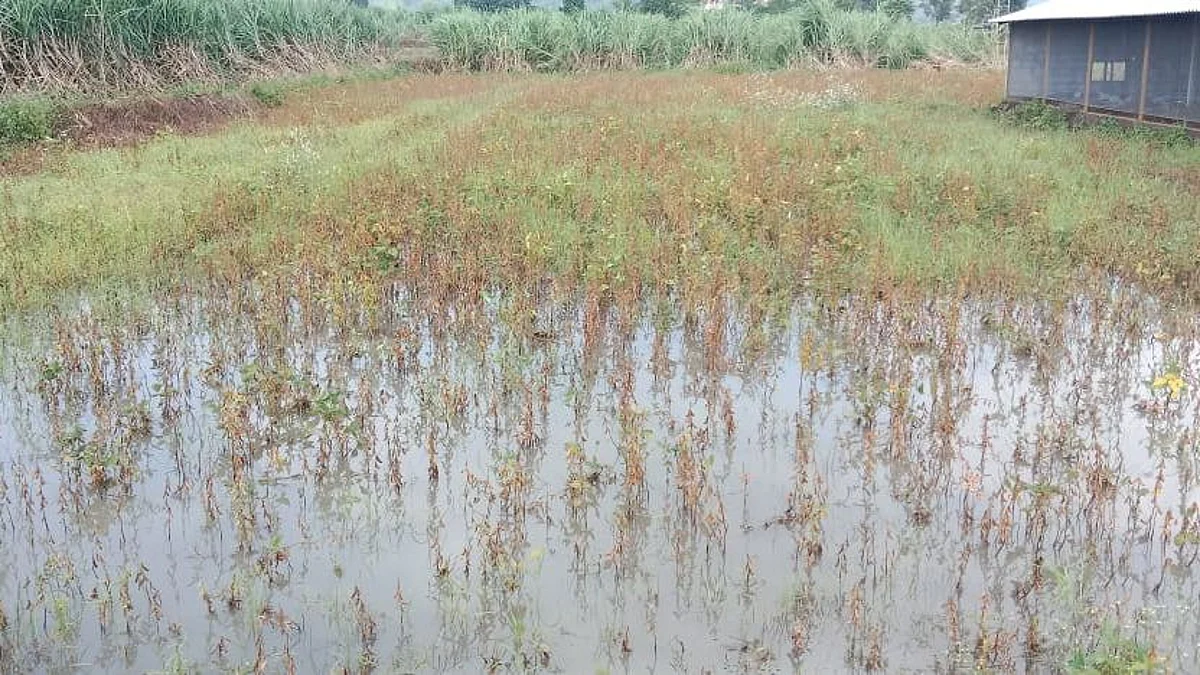 मुसळधार पावसाने पिकांचे नुकसान