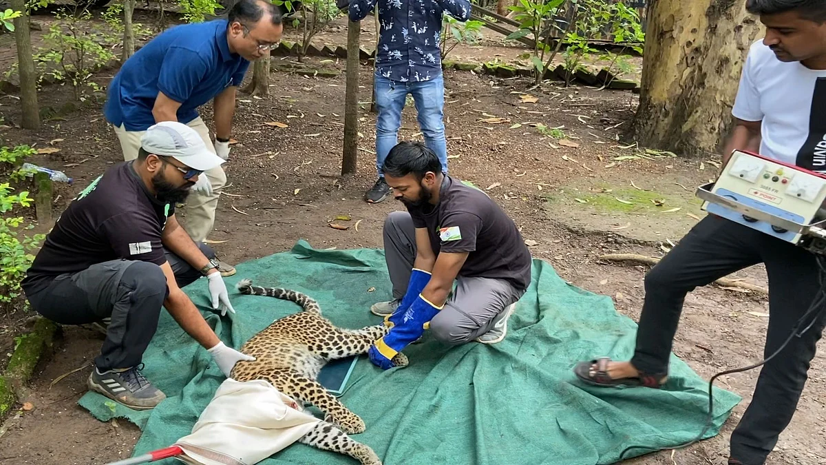 Team efforts save life of leopard