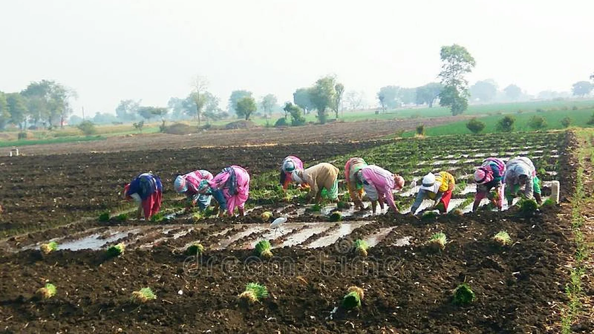 नगर तालुक्यात कांदा लागवड जोरात