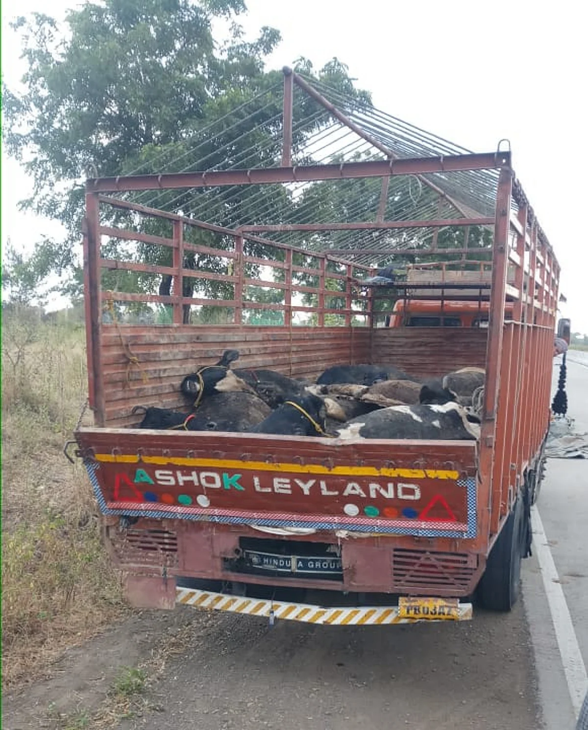 वाकोद जवळ मृत गाईनी भरलेला
ट्रक सोडून चालक पसार