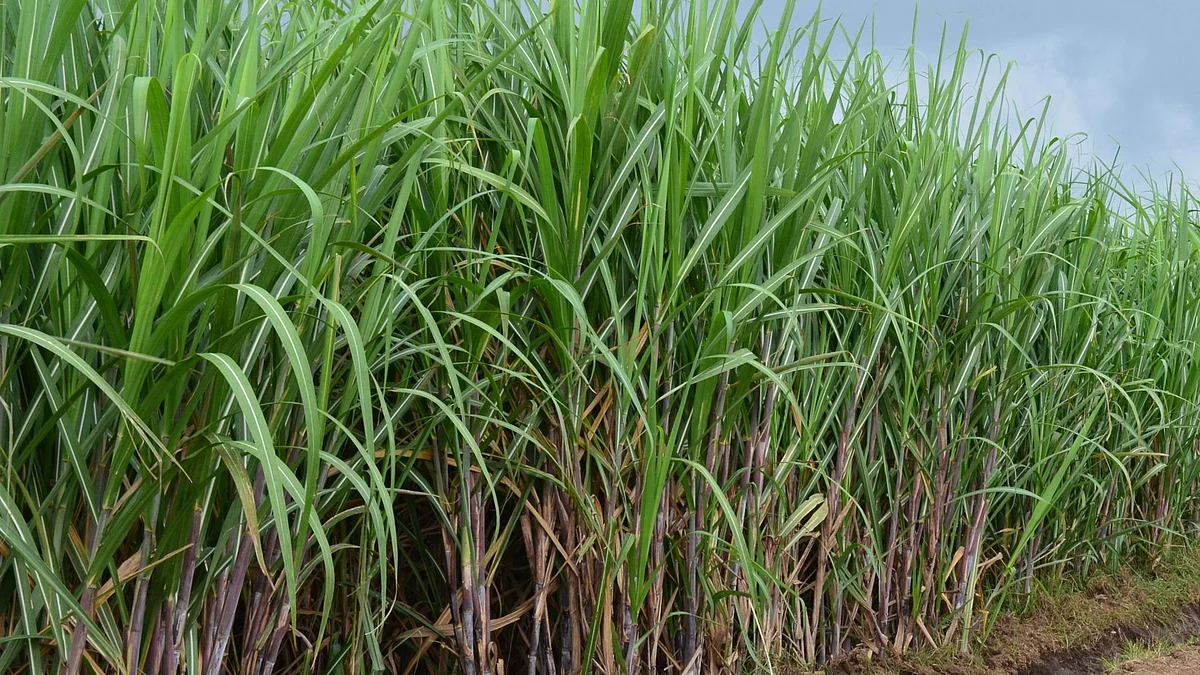 ऊस बिलातून वीज बिल वसुलीला विरोध