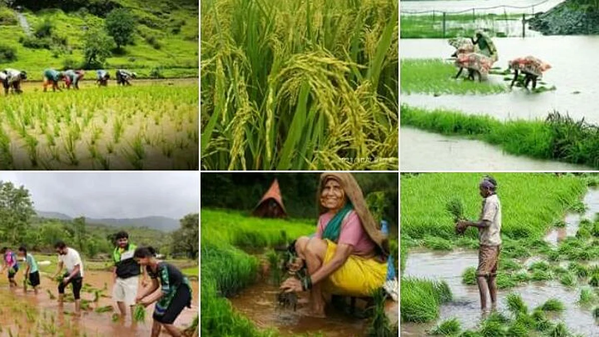 अर्ध्या तासाचा पाऊस; चार महिन्याचे पीक मातीत