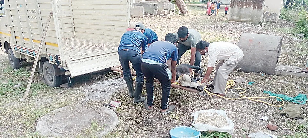 People save calf’s life