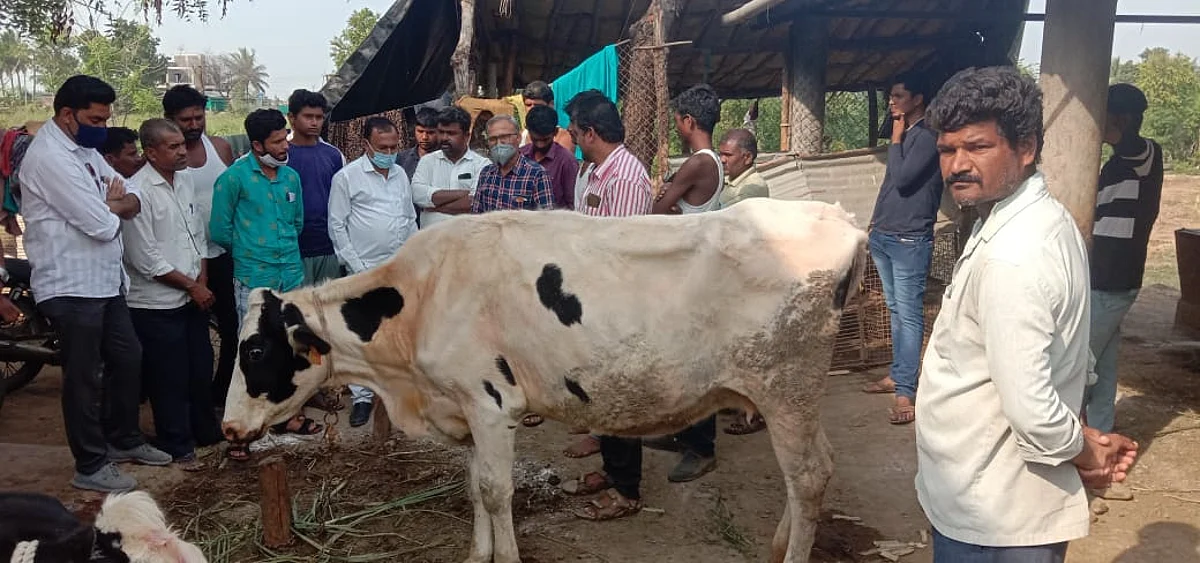 तिळापूर शिवारात आणखी आठ जनावरे दगावली