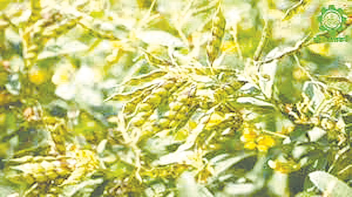 जिल्ह्यात तुरीवर शेंगअळीचा प्रादूर्भाव