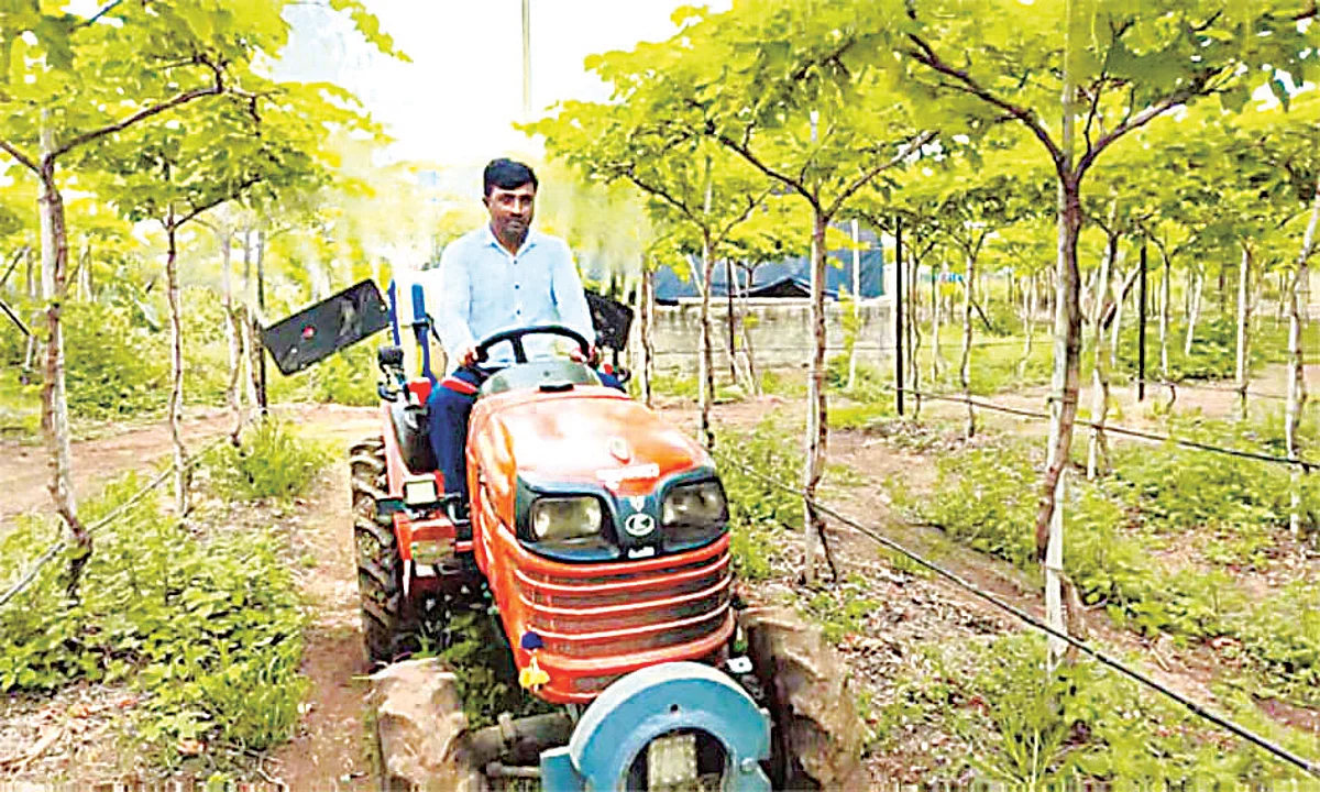 ढगाळ वातावरणामुळे द्राक्ष उत्पादक धास्तावले