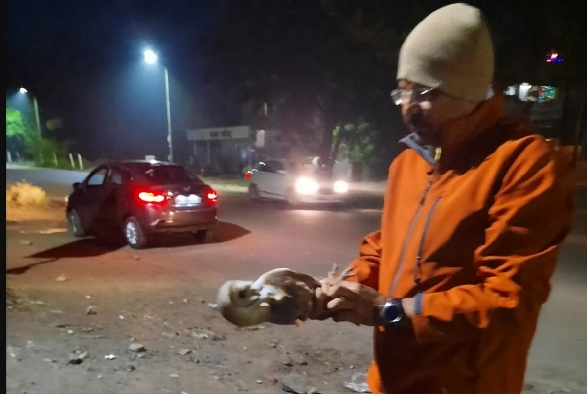 जखमी घुबडाला जीवदान; मिळतेय चिकनची मेजवाणी