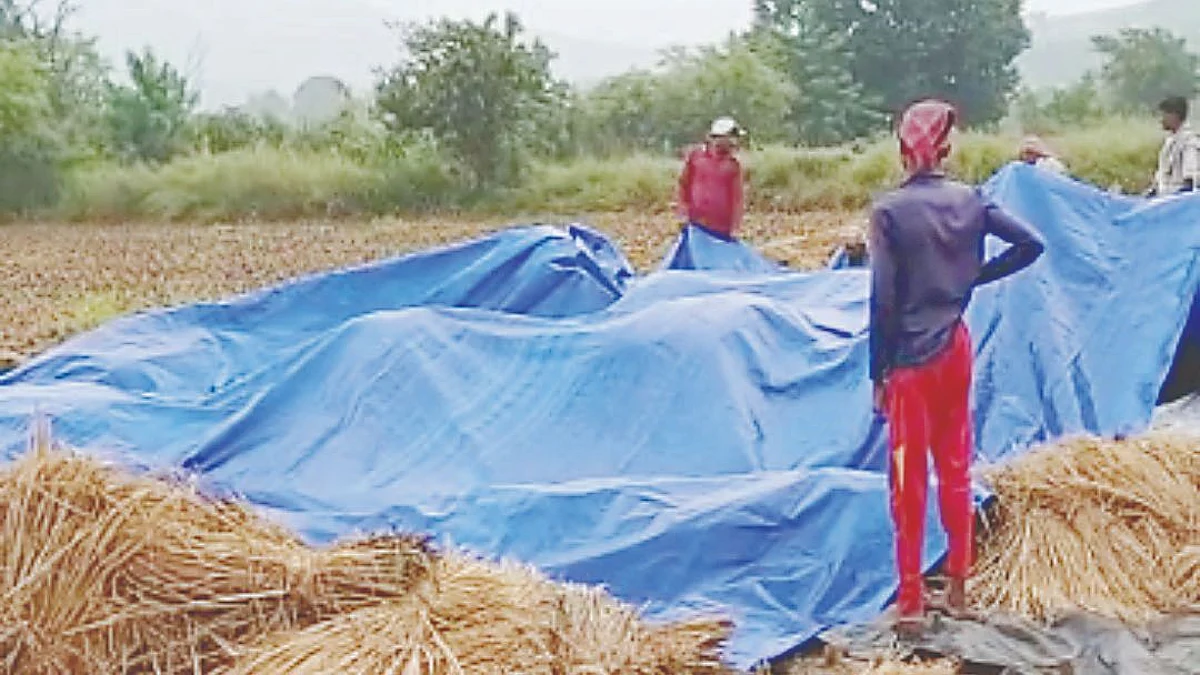 Unseasonal rains damage crops; farmers in distress
