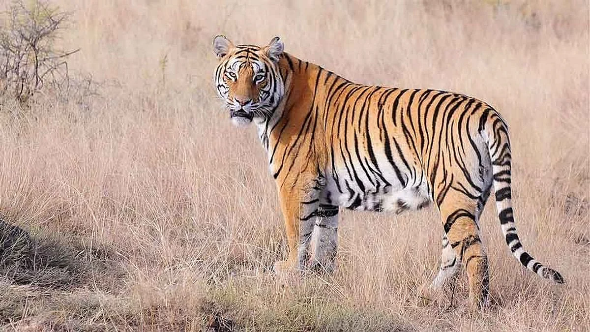 प्रातिनिधिक फोटो