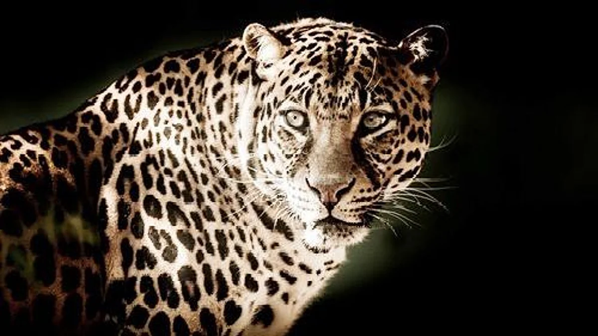 Will forest dept be able to reunite the leopard family?