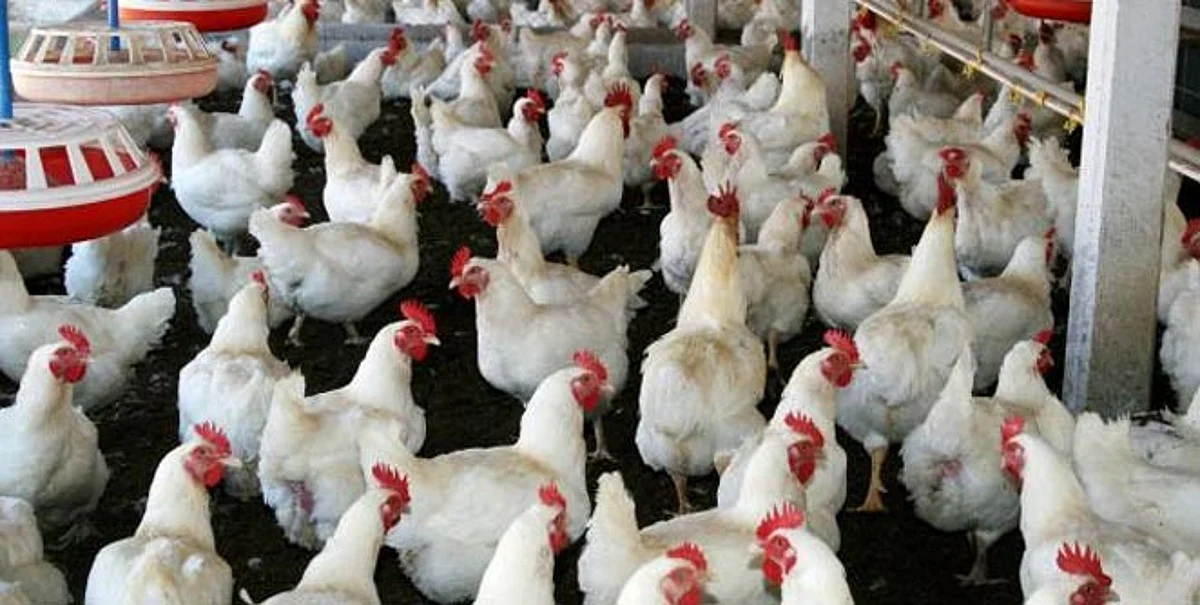 पशु-कुक्कुट पक्षांमधील साथरोग नियंत्रणासाठी आता ‘टास्क फोर्स’