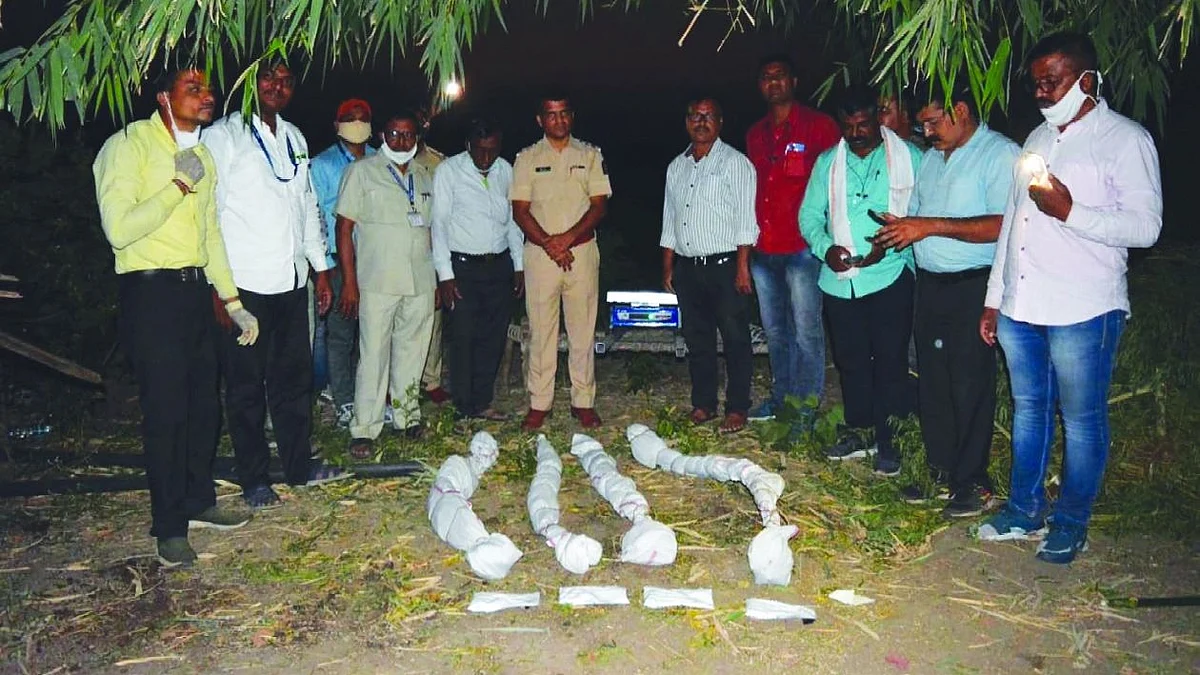 घोटाळी येथे ८ लाखाची गांजाची झाडे जप्त