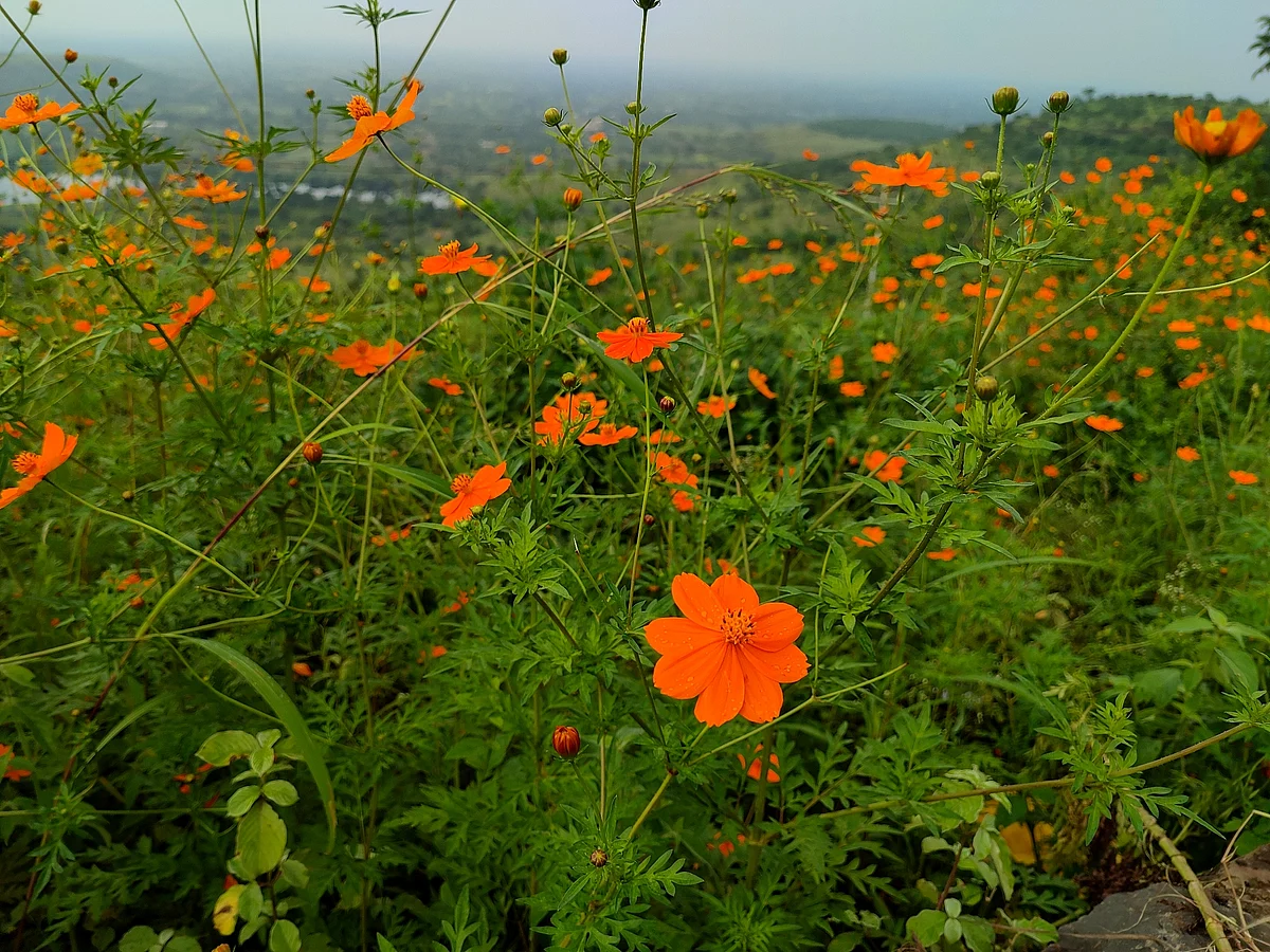 काढा तण, वाचवा वन अभियानास सुरूवात