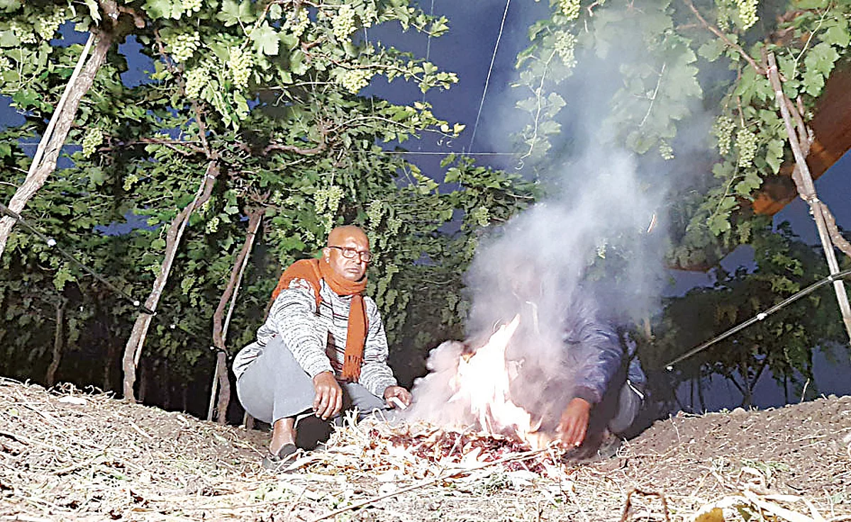 द्राक्षबागेत पेटल्या शेकोट्या