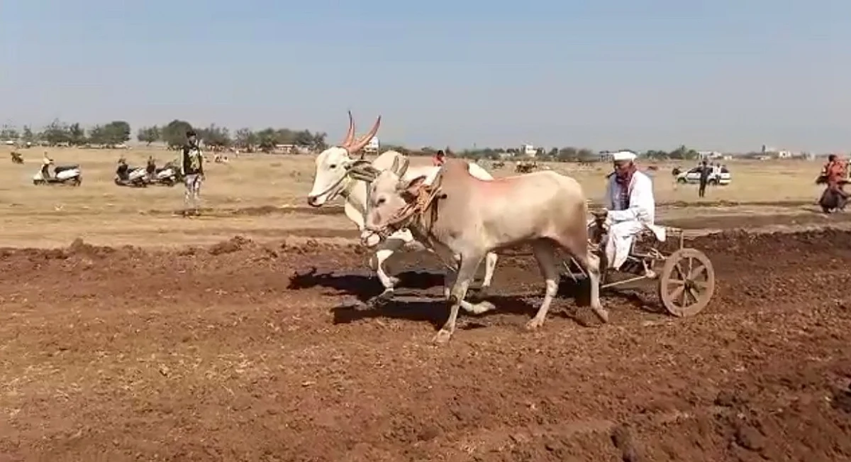 Video : नाशिकमध्ये आज रंगतेय बैलगाडा शर्यत; संपूर्ण राज्याचे लक्ष